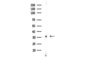 Western blot analysis of lysates from Rat brain, using MAGE Antibody at 1/1000 dilution.