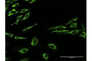 Immunofluorescence (IF) image for anti-Heat Shock 60kDa Protein 1 (Chaperonin) (HSPD1) (AA 1-573) antibody (ABIN947996)
