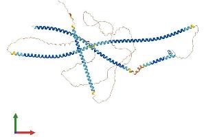 Protein Structure (PS) image for Leucine Rich Repeat (In FLII) Interacting Protein 2 (LRRFIP2) (AA 1-721) protein (His tag) (ABIN7554426)