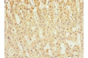 Immunohistochemistry of paraffin-embedded human adrenal gland tissue using ABIN7146516 at dilution of 1:100 (Calpain S1 Antikörper  (AA 69-268))