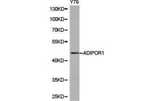 Western Blotting (WB) image for anti-Adiponectin Receptor 1 (ADIPOR1) antibody (ABIN1870826) (Adiponectin Receptor 1 Antikörper)