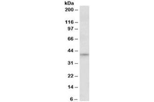 Western blot testing of NIH3T3 nuclear lysate with JUND antibody at 1ug/ml. (JunD Antikörper)
