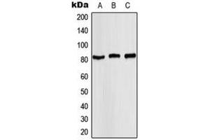 Western blot analysis of STAT4 (pY693) expression in MCF7 (A), mouse kidney (B), rat kidney (C) whole cell lysates. (STAT4 Antikörper  (C-Term, pTyr693))
