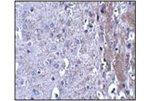 Immunohistochemistry of MATN4 in mouse brain tissue with this product at 2. (MATN4 Antikörper  (N-Term))