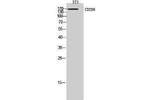 Western Blotting (WB) image for anti-Mannose Receptor, C Type 1 (MRC1) (Internal Region) antibody (ABIN6283444)