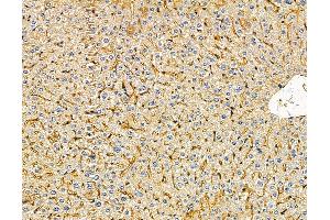 ABIN7096030 and ABIN7100092 at 1/100 staining mouse liver tissue by IHC-P. (MFSD6 Antikörper)