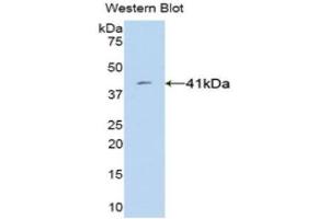 Western Blotting (WB) image for anti-VGF Nerve Growth Factor Inducible (VGF) (AA 330-449) antibody (ABIN3201570)