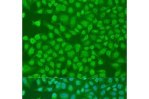 Immunofluorescence (IF) image for anti-Pleckstrin Homology Domain Containing, Family A (phosphoinositide Binding Specific) Member 1 (PLEKHA1) antibody (ABIN7258834)