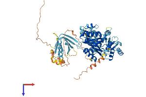 PIF1 Protein (AA 1-650) (His tag)