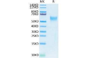 SDS-PAGE (SDS) image for CD24 Molecule (CD24) (AA 27-59) protein (mFc Tag,Biotin) (ABIN7274116)