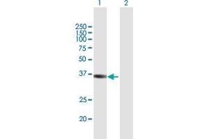 Western Blot analysis of FBP1 expression in transfected 293T cell line by FBP1 MaxPab polyclonal antibody.