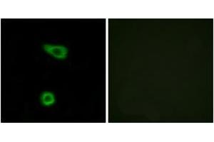 Immunofluorescence (IF) image for anti-Tumor Necrosis Factor, alpha-Induced Protein 2 (TNFAIP2) (AA 131-180) antibody (ABIN2889546) (TNFAIP2 Antikörper  (AA 131-180))