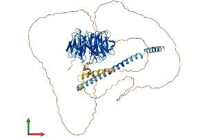 Protein Structure (PS) image for Neural Precursor Cell Expressed, Developmentally Down-Regulated 1 (NEDD1) (AA 1-660) protein (His tag) (ABIN7563141)