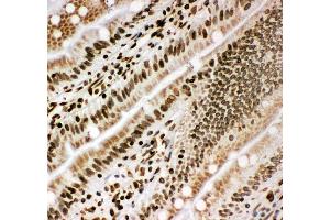 Anti-Lamin B1 antibody, IHC(F) IHC(F): Rat Intestine Tissue