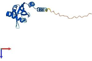 POP5 Protein (AA 1-169) (His tag)