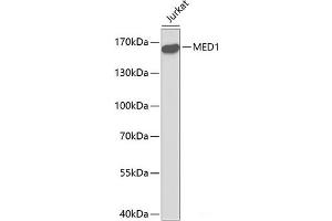 Western blot analysis of extracts of Jurkat cells using MED1 Polyclonal Antibody. (MED1 Antikörper)