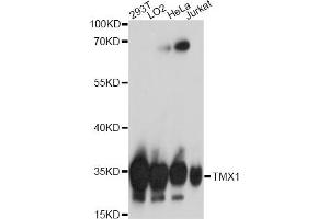 Western blot analysis of extracts of various cell lines, using TMX1 antibody (ABIN7270809) at 1:1000 dilution. (TMX1 Antikörper  (AA 210-280))
