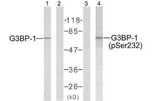 Western blot analysis of extracts from 293 cells using G3BP-1 (Ab-232) antibody (E021102, Lane 1 and 2) and G3BP-1 (phospho-Ser232) antibody (E011082, Lane 3 and 4). (G3BP1 Antikörper)