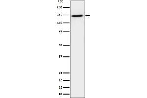 Western blot analysis of TAF3 expression in HeLa cell lysate.