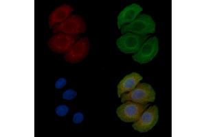 ABIN6258826 and ABIN6275955 staining Hela cells(45 min of heat-shock) by IF/ICC. (O3FAR1 Antikörper  (Internal Region))