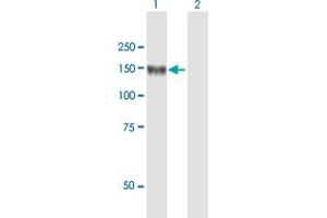 Western Blot analysis of LNPEP expression in transfected 293T cell line by LNPEP MaxPab polyclonal antibody. (LNPEP Antikörper  (AA 1-1025))
