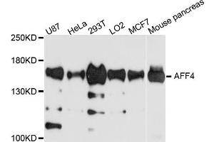 Western blot analysis of extract of various cells, using AFF4 antibody. (AFF4 Antikörper)