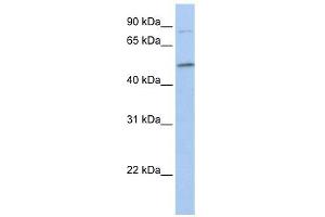 FAM20C antibody used at 1 ug/ml to detect target protein. (FAM20C Antikörper  (C-Term))