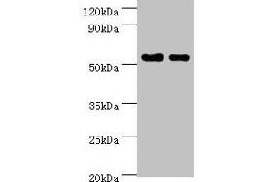 Western blot All lanes: SHMT1 antibody at 7 μg/mL Lane 1: Hela whole cell lysate Lane 2: HepG2 whole cell lysate Secondary Goat polyclonal to rabbit IgG at 1/10000 dilution Predicted band size: 54, 50, 45, 38 kDa Observed band size: 54 kDa (SHMT1 Antikörper  (AA 324-483))