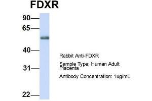 Host: Rabbit  Target Name: FDXR  Sample Tissue: Human Adult Placenta  Antibody Dilution: 1. (Ferredoxin Reductase Antikörper  (Middle Region))