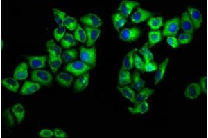 Immunofluorescence (IF) image for anti-C-Ros Oncogene 1 , Receptor tyrosine Kinase (ROS1) (AA 79-248) antibody (ABIN7166495)