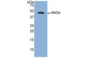 Detection of Recombinant CD45, Human using Polyclonal Antibody to Protein Tyrosine Phosphatase Receptor Type C (CD45) (CD45 Antikörper  (AA 193-575))
