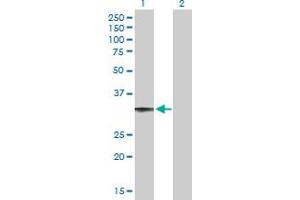 Western Blot analysis of CCDC108 expression in transfected 293T cell line by CCDC108 MaxPab polyclonal antibody. (CCDC108 Antikörper  (AA 1-271))