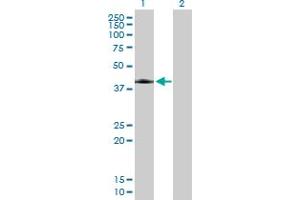 Western Blot analysis of ANGPTL7 expression in transfected 293T cell line by ANGPTL7 MaxPab polyclonal antibody. (ANGPTL7 Antikörper  (AA 1-346))