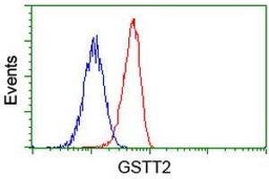 Image no. 3 for anti-Glutathione S-Transferase theta 2 (GSTT2) antibody (ABIN1498558) (GSTT2 Antikörper)