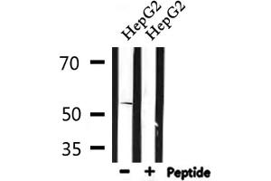 Western blot analysis of extracts from HepG2, using 5-HT-2B Antibody. (Serotonin Receptor 2B Antikörper  (Internal Region))