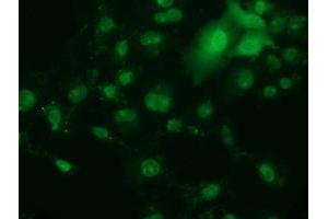 Immunofluorescence (IF) image for anti-Retinoblastoma Binding Protein 9 (RBBP9) antibody (ABIN1500627)