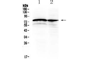 Western blot analysis of DVL1 using anti- DVL1 antibody . (DVL1 Antikörper  (Middle Region))