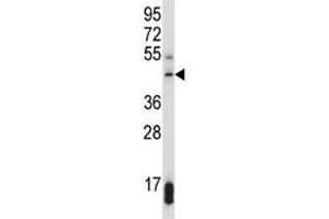 SUV39H1 antibody western blot analysis in 293 lysate. (SUV39H1 Antikörper  (AA 79-108))