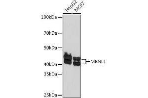 Western blot analysis of extracts of various cell lines, using MBNL1 Rabbit mAb (ABIN7268704) at 1:1000 dilution. (MBNL1 Antikörper)