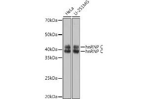 Western blot analysis of extracts of various cell lines, using hnRNP C Polyclonal Antibody (ABIN7267630) at 1:1000 dilution. (HNRNPC Antikörper)
