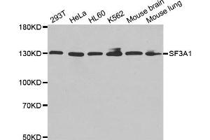 Western blot analysis of extracts of various cell lines, using SF3A1 antibody.