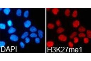 Immunofluorescence analysis of 293T cell using H3K27me1 antibody. (Histone 3 Antikörper  (H3K27me))