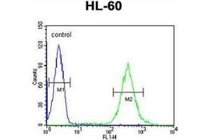 Flow cytometric analysis of HL-60 cells using Guanine deaminase Antibody (N-term) Cat. (GDA Antikörper  (N-Term))