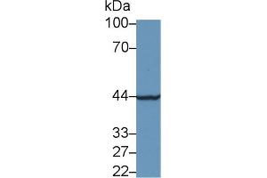 Western Blot; Sample: Rat Kidney lysate; ;Primary Ab: 1µg/ml Rabbit Anti-Human CHRDL1 Antibody;Second Ab: 0.