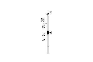 N Antibody (N-term) (ABIN389342 and ABIN2839451) western blot analysis in Hela cell line lysates (35 μg/lane). (NPM1 Antikörper  (N-Term))