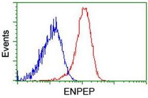 Flow cytometric Analysis of Hela cells, using anti-ENPEP antibody (ABIN2455410), (Red), compared to a nonspecific negative control antibody, (Blue). (ENPEP Antikörper)