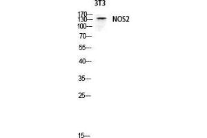 Western Blotting (WB) image for anti-Nitric Oxide Synthase 2, Inducible (NOS2) (Thr177) antibody (ABIN6285268)