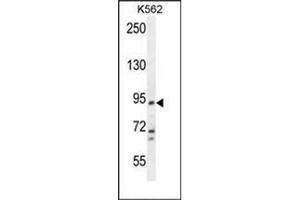 Western blot analysis of KCNH4 Antibody (N-term) in K562 cell line lysates (35ug/lane).