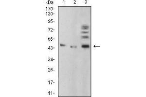 Western blot analysis using BMP4 mouse mAb against A549 (1), HepG2 (2), and C6 (3) cell lysate. (BMP4 Antikörper  (AA 277-408))