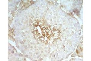 Mouse testis tissue stained by rabbit Anti-Beta Defensin 8 (Mouse) Serum (DEFB108B Antikörper)